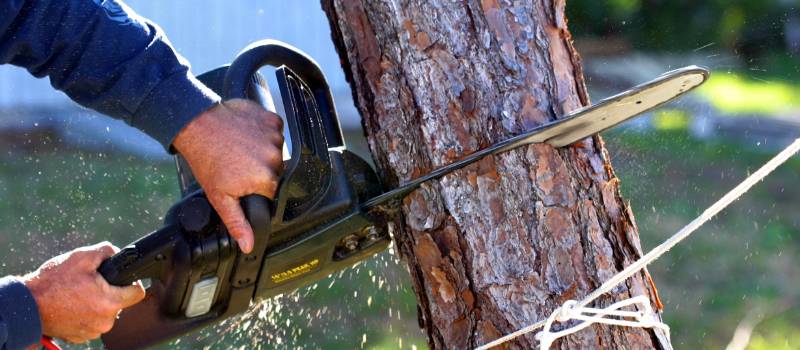 Professional Tree Care
