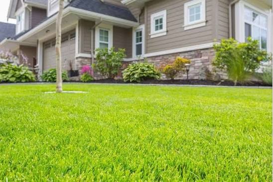 Professional Landscape